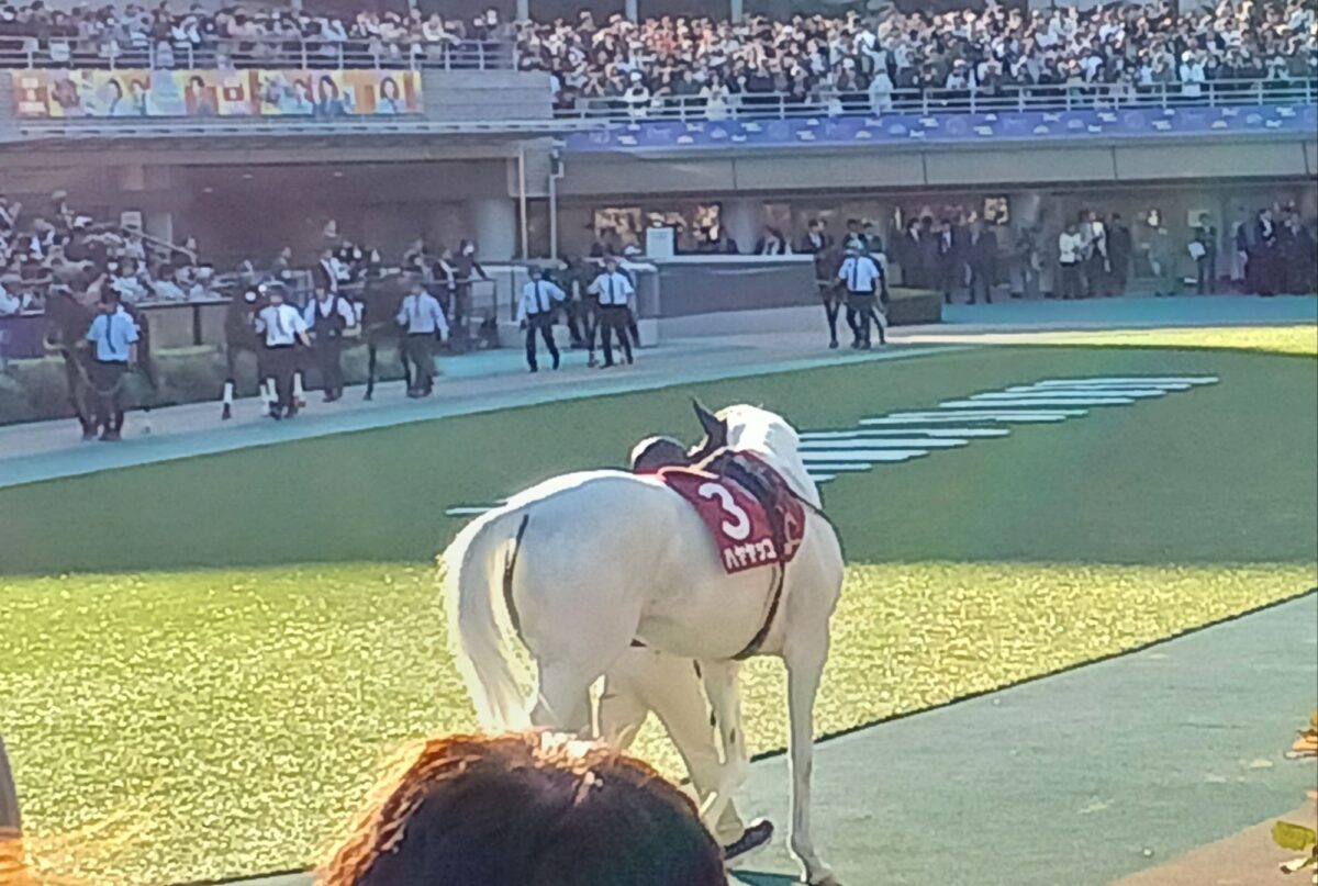 ああ純白のハヤヤッコ